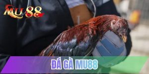 Đá gà MU88