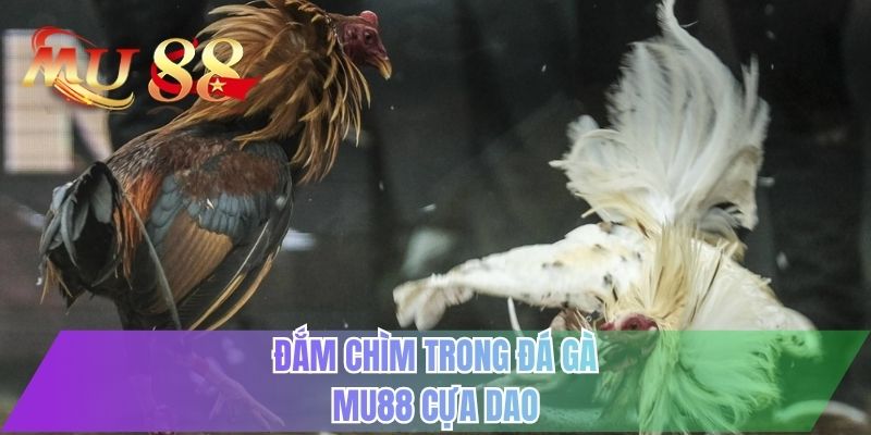 Đắm chìm trong đá gà MU88 cựa dao