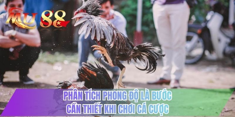 Phân tích phong độ là bước cần thiết khi chơi cá cược